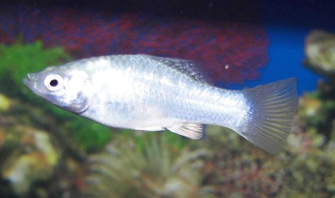 freshwater fish - poecilia latipinna - dalmatian molly stocking in 55 gallons tank - molly pearl