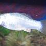 freshwater fish - poecilia latipinna - dalmatian molly stocking in 55 gallons tank - molly pearl