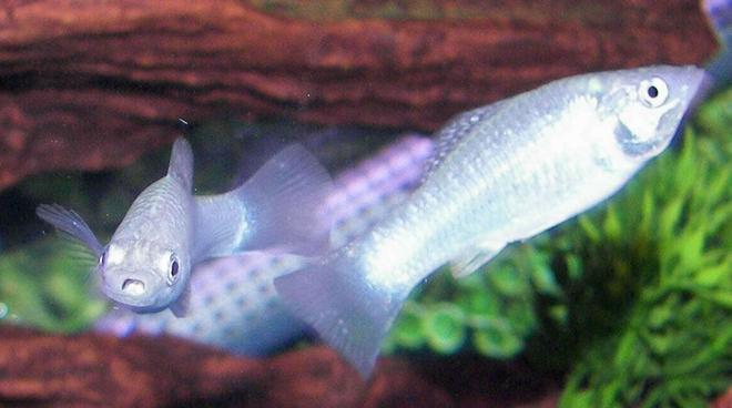 freshwater fish - poecilia latipinna - dalmatian molly stocking in 55 gallons tank - molly pair pearl