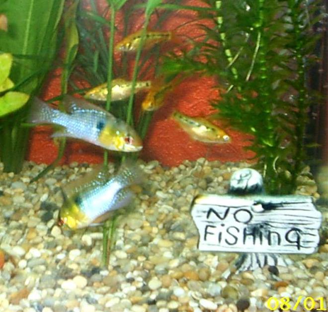 freshwater fish - papiliochromis ramirezi - german blue ram stocking in 10 gallons tank - my two blue rams and golden barbs
