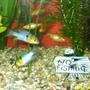 freshwater fish - papiliochromis ramirezi - german blue ram stocking in 10 gallons tank - my two blue rams and golden barbs