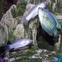 freshwater fish - colisa lalia - neon blue dwarf gourami stocking in 55 gallons tank - gourami and pearl mollys