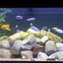 100 gallons freshwater fish tank (mostly fish and non-living decorations) - 100G Malawi Tank