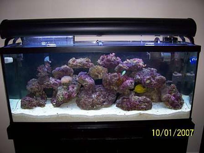 55 gallons reef tank (mostly live coral and fish) - My 55 gallon salt tank