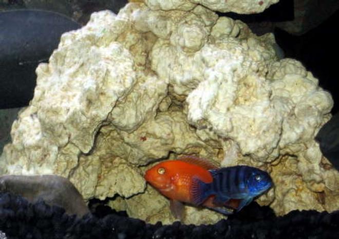 freshwater fish - aulonocara sp. - strawberry peacock cichlid stocking in 32767 gallons tank - Cave Buddies
