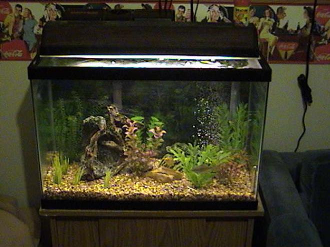 20 gallons freshwater fish tank (mostly fish and non-living decorations) - Full View