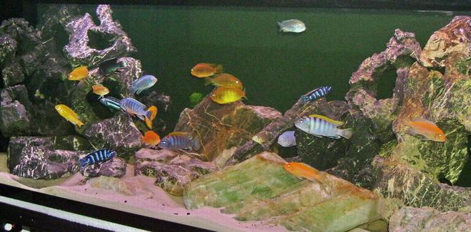 100 gallons freshwater fish tank (mostly fish and non-living decorations) - Mbuna tank with lots of action.