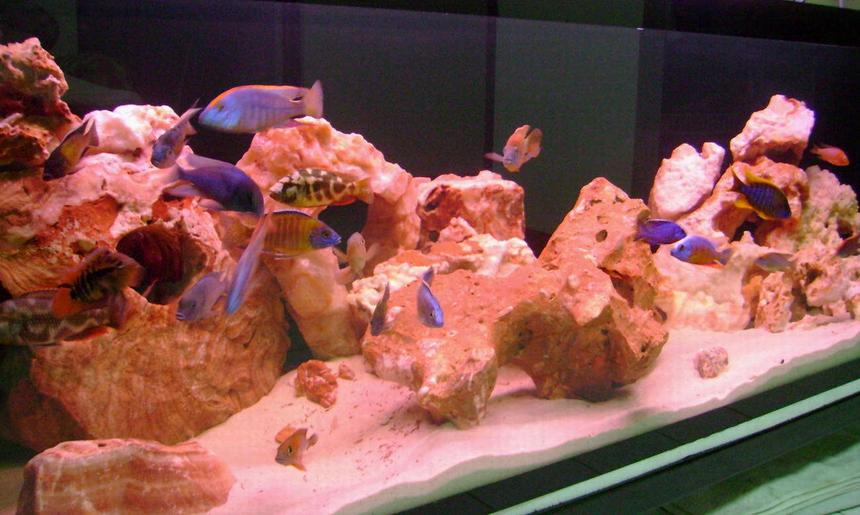 Rated #117: 100 Gallons Freshwater Fish Tank - Hap and Peacock only with Rocks from Vietnam.