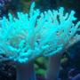 corals inverts - sinularia flexibis - spaghetti finger leather coral stocking in 10 gallons tank - green neon soft