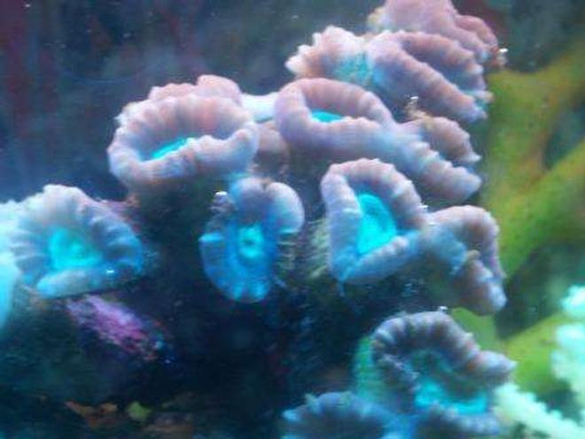 corals inverts - caulastrea furcata - candy cane coral stocking in 10 gallons tank - candy cane
