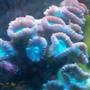 corals inverts - caulastrea furcata - candy cane coral stocking in 10 gallons tank - candy cane