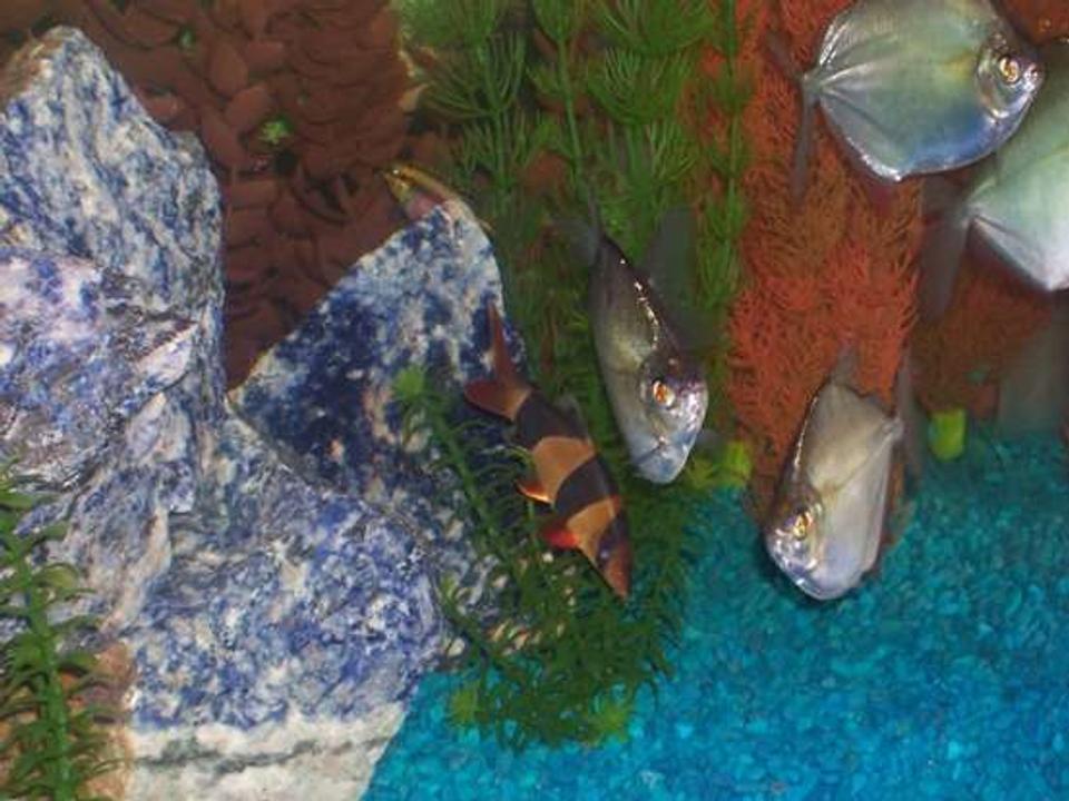 freshwater fish - botia macracantha - clown loach stocking in 55 gallons tank - Community 01:  silver dollars, kribensis, clown loach.