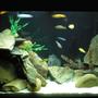 37 gallons freshwater fish tank (mostly fish and non-living decorations) - 37 Gal. Eclipse w/ cichlids and rocks!