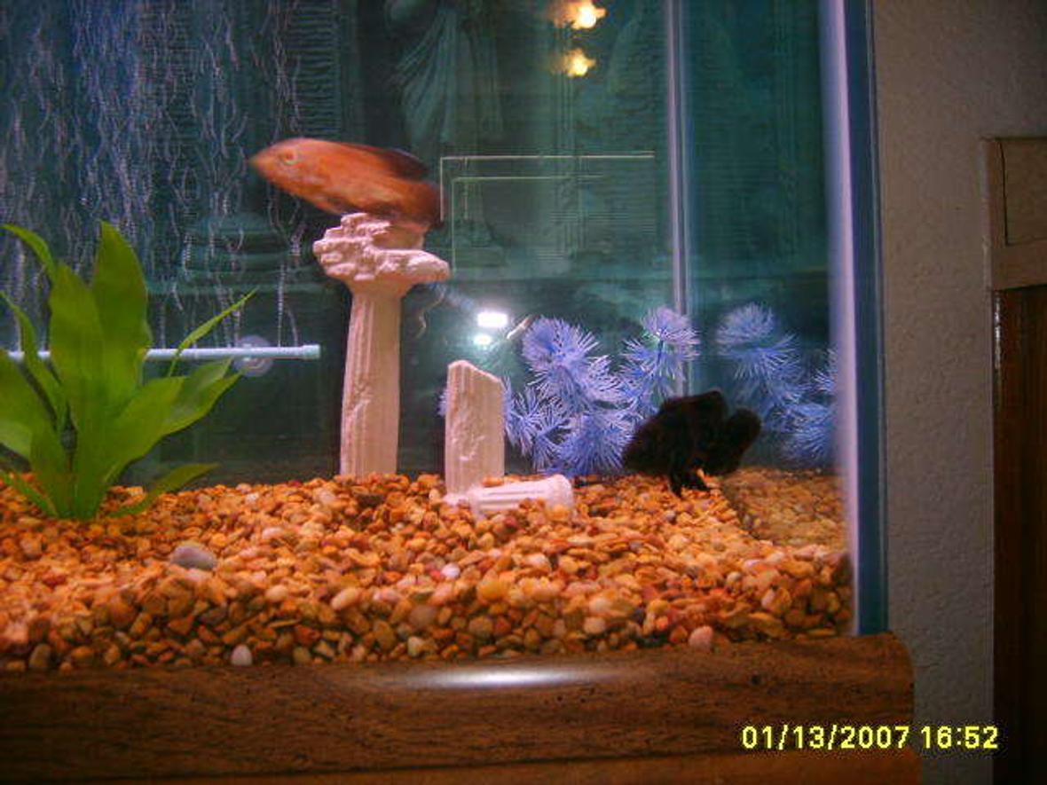 75 gallons freshwater fish tank (mostly fish and non-living decorations) - this is toots and scooby playing chase