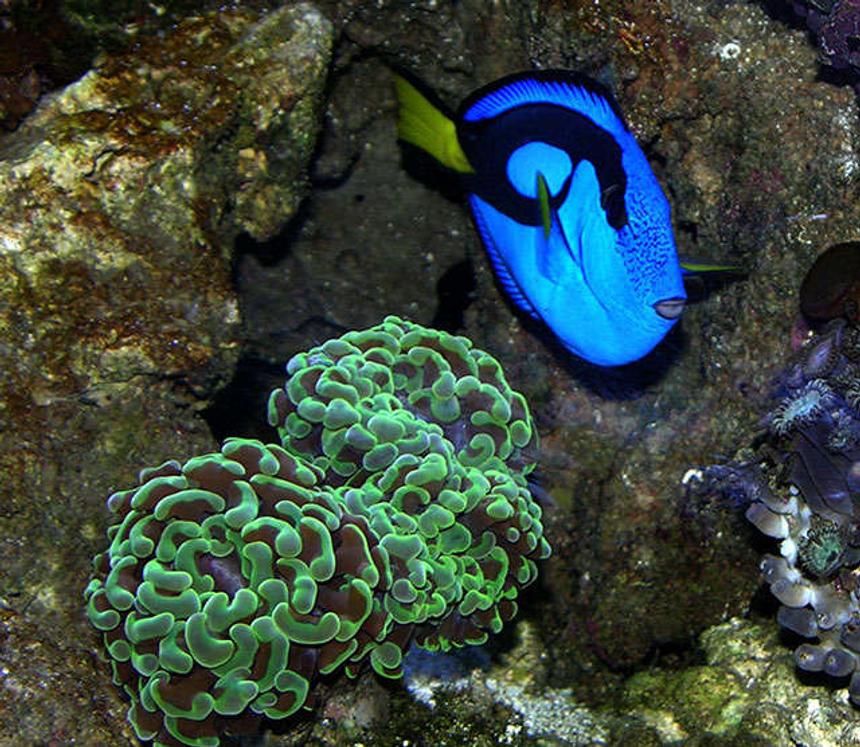 Rated #4: Corals Inverts - Euphyllia Ancora - Hammer / Anchor Coral Stocking In 170 Gallons Tank - A vivid Blue Tang next to an Anchor Coral.