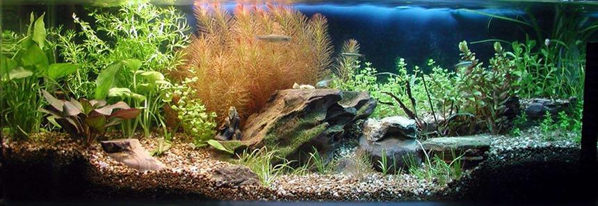 Rated #24: 6 Gallons Planted Tank - My 3rd Long Aquarium....."Enjoy Beautiful Life in the Waterfall Front Garden"