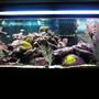 55 gallons reef tank (mostly live coral and fish) - my tank