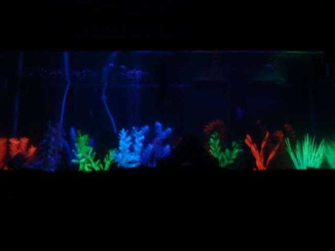 90 gallons freshwater fish tank (mostly fish and non-living decorations) - my 75 gal. at night  with the black light on