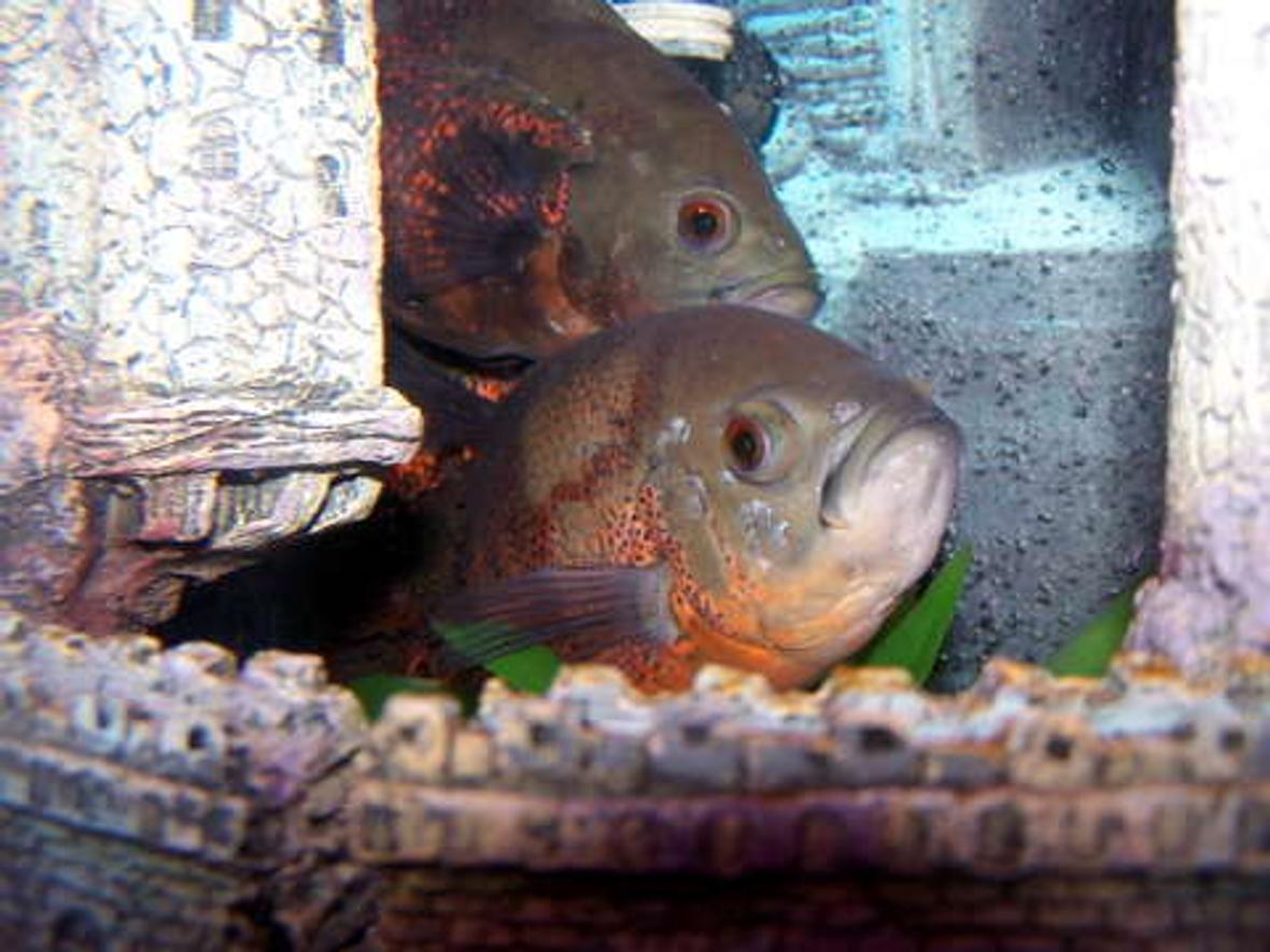 freshwater fish - astronotus ocellatus - tiger oscar stocking in 55 gallons tank - OSCARS