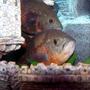 freshwater fish - astronotus ocellatus - tiger oscar stocking in 55 gallons tank - OSCARS
