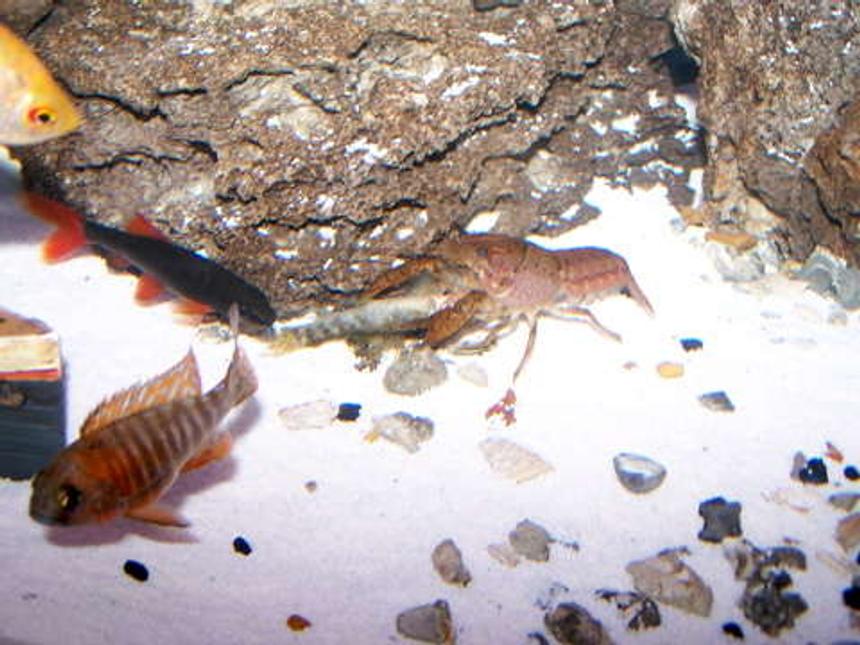 Rated #81: Corals Inverts - Enoplometopus Sp. - Reef Lobster, Red Hawaiian Stocking In 55 Gallons Tank - RED LOBSTER EATING CHINESE ALGEA EATER