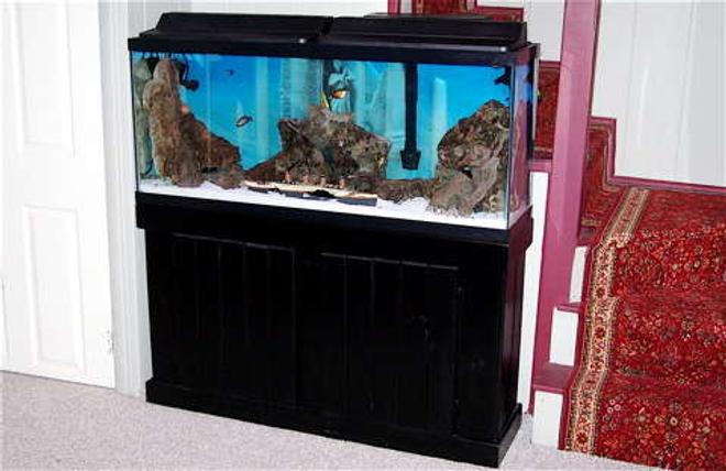 55 gallons freshwater fish tank (mostly fish and non-living decorations) - 55 GALLON TANK FRESHWATER