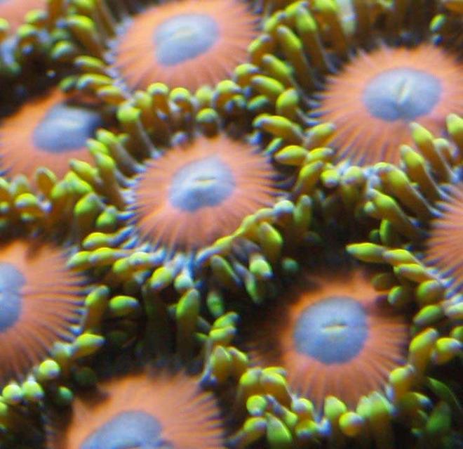 corals inverts - zoanthus sp. stocking in 90 gallons tank - small eagle eye polip shot got about 10 to start about 5 months ago now have about 150-200 polips