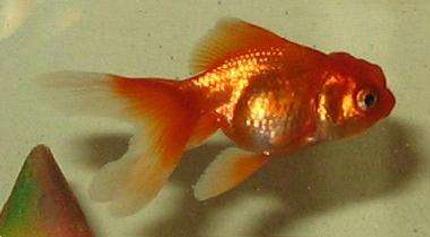 freshwater fish - carassius auratus - ryukin goldfish stocking in 30 gallons tank - My Late goldfish, my male sword tail constantly harassed him and ripped his fins.  I moved him to a hospital tank but it was to late and he got fin rot and i couldn't stop it.  The moral of the story, male swordtails don't like fish with long fins