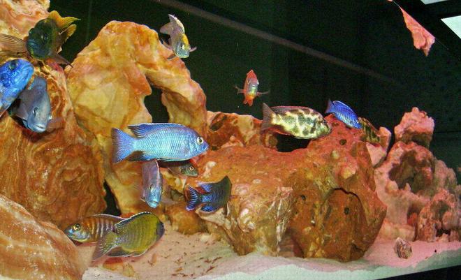 100 gallons freshwater fish tank (mostly fish and non-living decorations) - This is my peacock/hap tank.  All the rocks came from Vietnam.  It's about 1 1/2 months old.  2 Weeks ago one of my "male" Nimbochromis was found holding about 40 fry in her mouth.  Guess the fish store sells more than just all males.