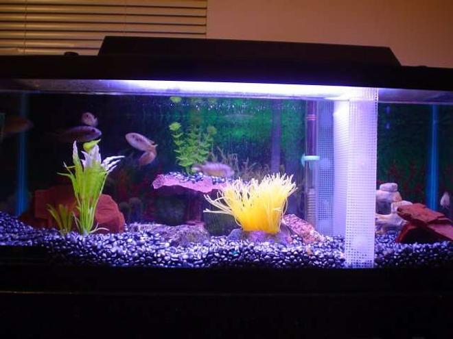 20 gallons freshwater fish tank (mostly fish and non-living decorations) - Lookin' Good