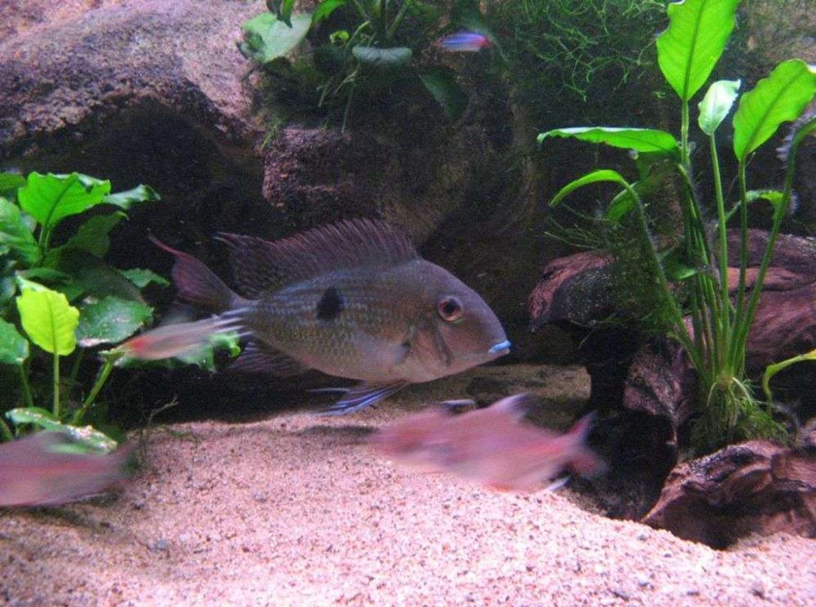 freshwater fish - geophagus dicrozoster - monster fish stocking in 90 gallons tank - my large geo