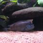 freshwater fish - steatocranus casuarius - buffalo head cichlid stocking in 90 gallons tank - my blockhead