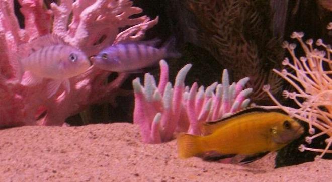 freshwater fish - labidochromis caeruleus - electric yellow cichlid stocking in 55 gallons tank - best friends!