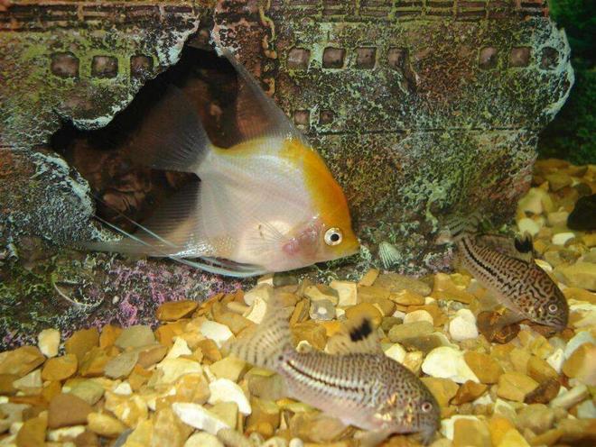 freshwater fish - pterophyllum sp. - white blushing angel stocking in 110 gallons tank - the angel and the spotted catfish looking for pellets