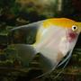 freshwater fish - pterophyllum sp. - white blushing angel stocking in 110 gallons tank - gabriel the big angel