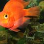 freshwater fish - heros severus x amphilophus citrinellum - blood parrot stocking in 110 gallons tank - the big parrot