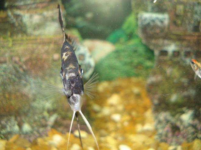 freshwater fish stocking in 110 gallons tank - i am smiling...lol