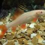 freshwater fish - epalzeorhynchos frenatus - albino rainbow shark stocking in 110 gallons tank - the albino shark..