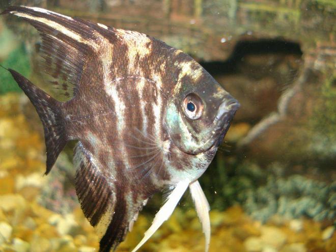 freshwater fish - pterophyllum sp. - marble veil angel stocking in 110 gallons tank - i want food....lol