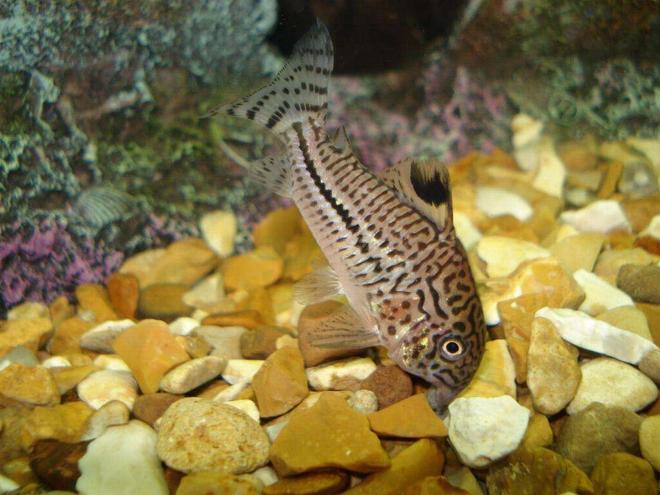 freshwater fish - corydoras sp. - false julii cory cat stocking in 110 gallons tank - my spotted cory cat