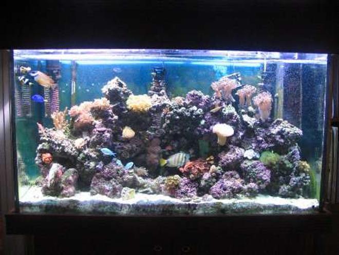 110 gallons reef tank (mostly live coral and fish) - My 110g reef.