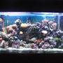 110 gallons reef tank (mostly live coral and fish) - My 110g reef.
