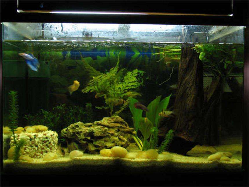 Rated #2159: Freshwater Fish - Poecilia Reticulata - Neon Blue Tux Guppy Stocking In 20 Gallons Tank - it's small tank, but what do you think?