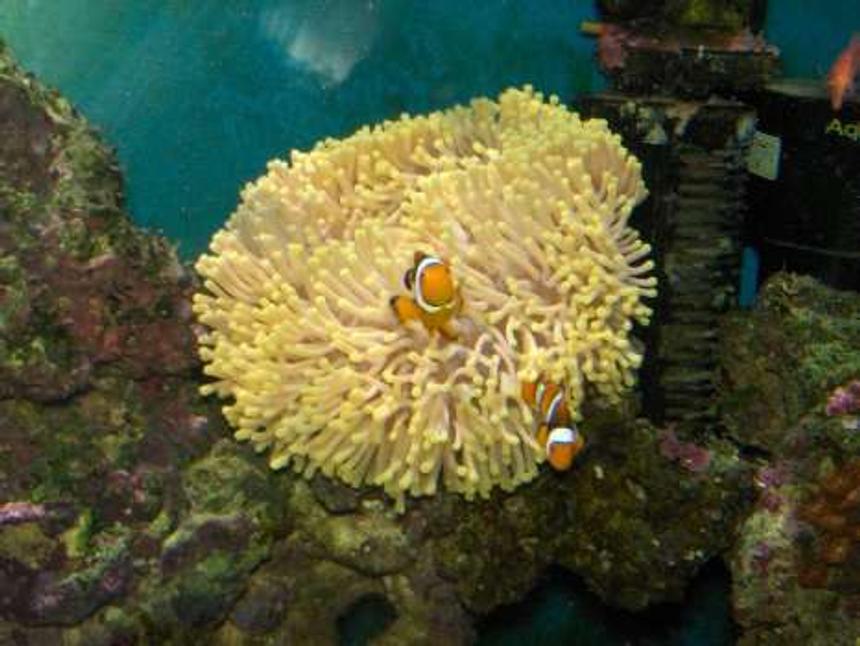 Rated #47: Corals Inverts - Heteractis Magnifica - Ritteri Anemone Stocking In 110 Gallons Tank - Heteractis magnifica anemone