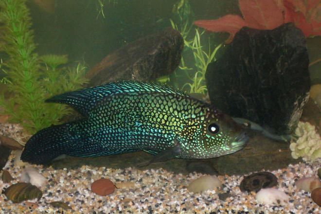 55 gallons freshwater fish tank (mostly fish and non-living decorations) - We had to add some smaller gravel to the polished rocks in the tank because  Panfrys food kept falling between the rocks where he couldnt get at it. Here is a close up view of Panfry............We are sad to say that Panfry pasted  feb 13 2007, we had gone away for a week and  sometime during that time the tank got infested with some sort of body fungus and by the time we started treating it , it was to late  most the fish died.  the only fish that survived were the  2 albino corys , the corys , the pleco and the frogs. :(