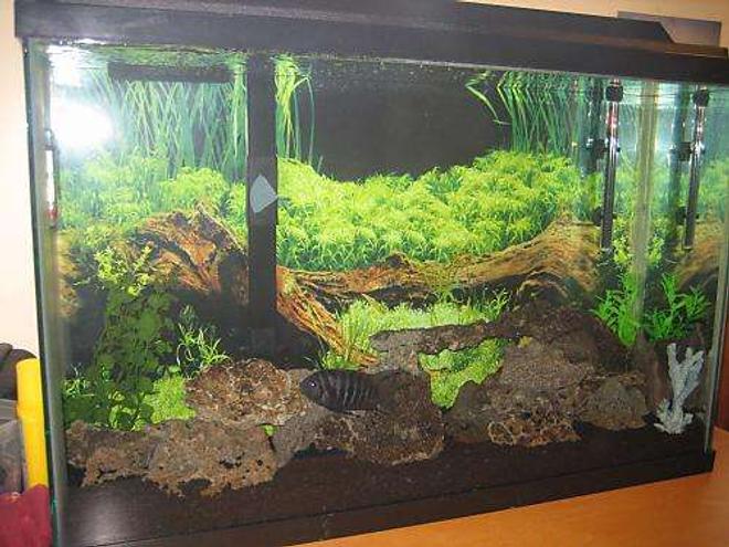 45 gallons freshwater fish tank (mostly fish and non-living decorations) - Tony's tank