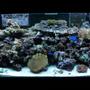 80 gallons reef tank (mostly live coral and fish) - front center