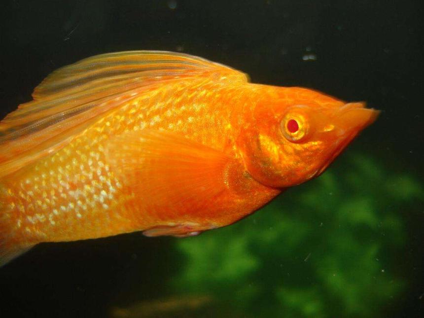 Rated #1458: Freshwater Fish - Poecilia Latipinna - Golden Sailfin Molly Stocking In 24 Gallons Tank - The big ol Sailfin, Goldmember