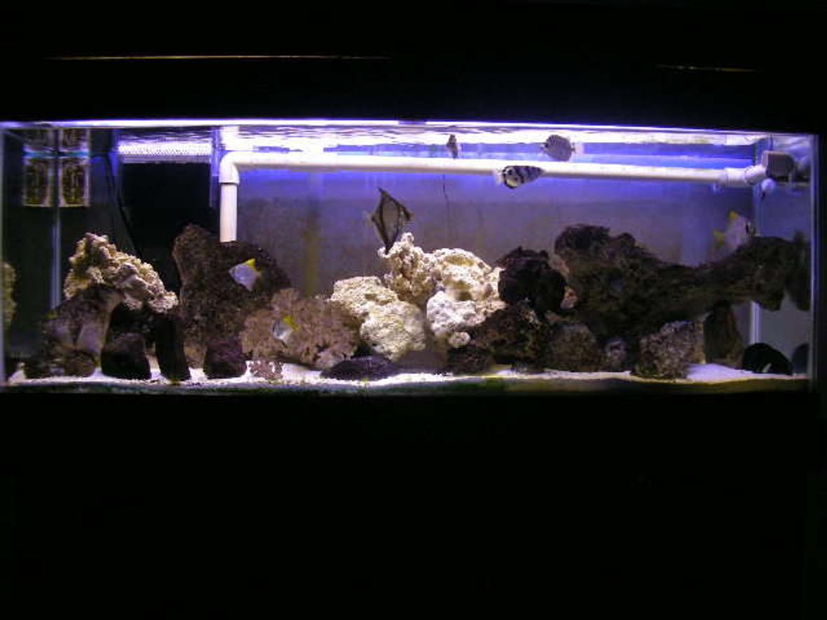 55 gallons saltwater fish tank (mostly fish, little/no live coral) - brackish tank