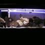 55 gallons saltwater fish tank (mostly fish, little/no live coral) - brackish tank